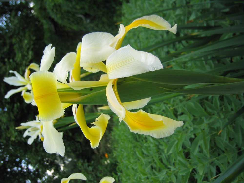 Iris orientalis (Butterfly Schwertlilie, Orientalische Schwertlilie)